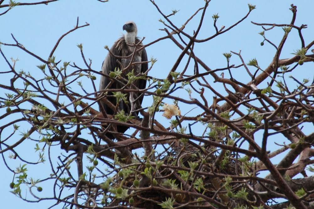 Tanzania - Grifone dorsobianco africano (Gyps africanus)